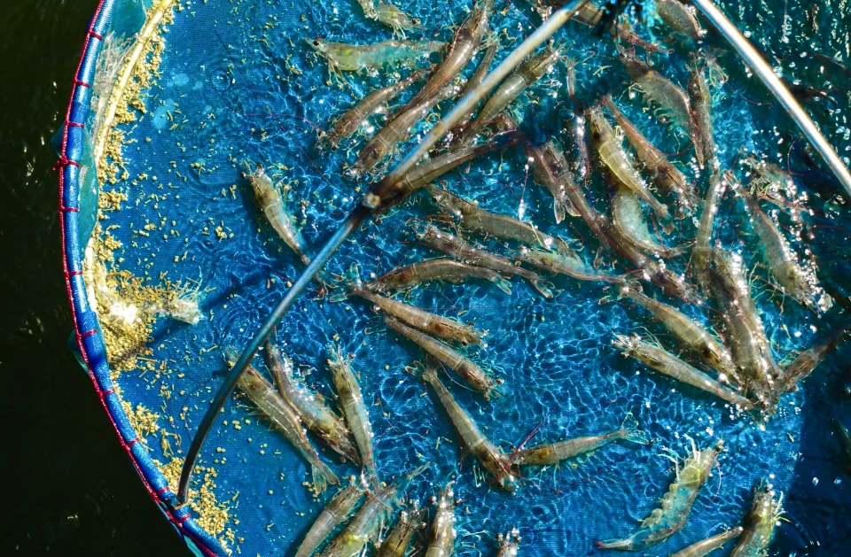 Archived reference photograph of shrimp during production handling