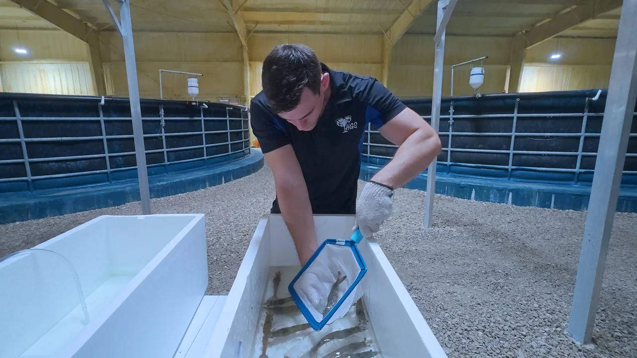 Person using a net beside a container of shrimp