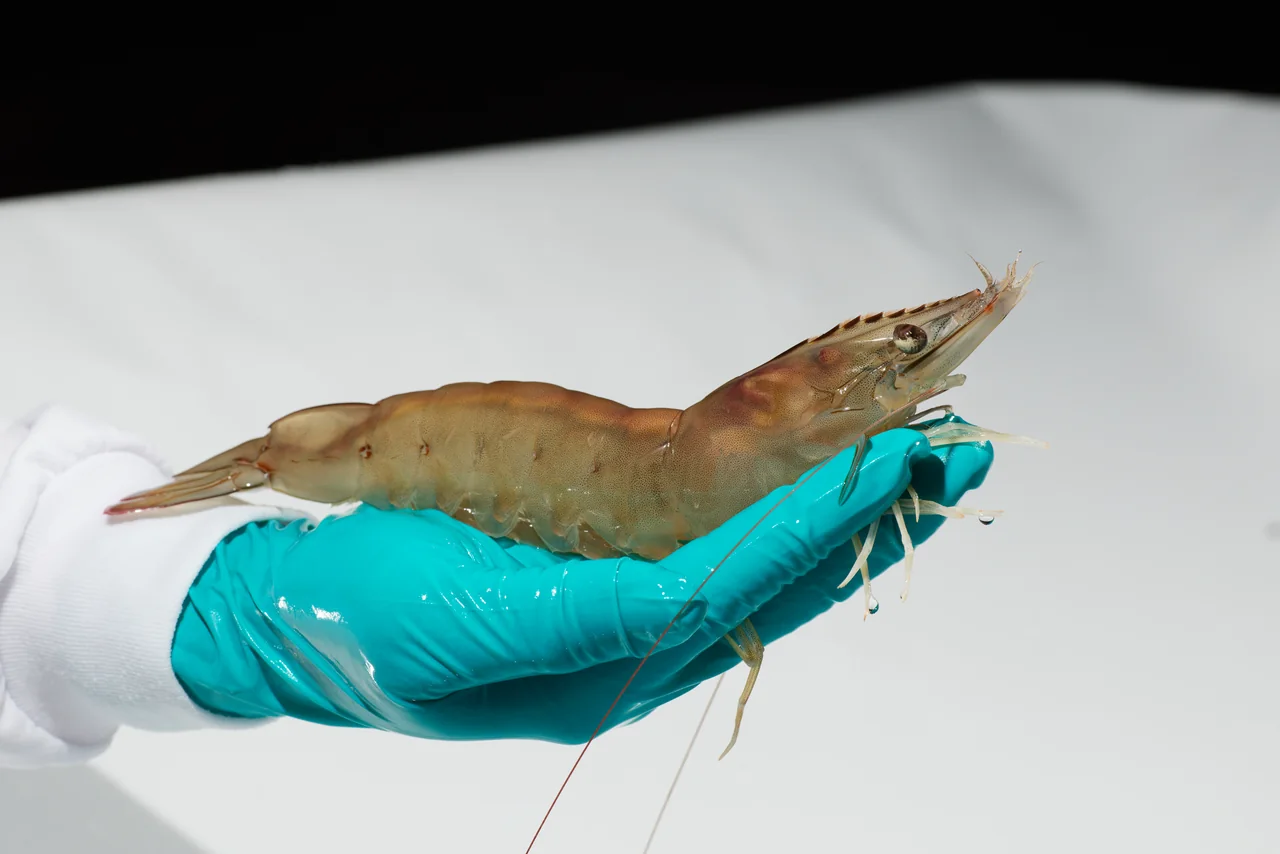 Shrimp supported by a gloved hand