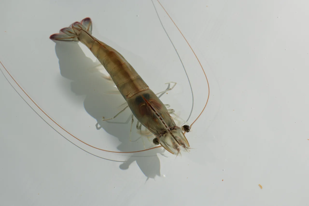 Top view of a shrimp on a pale surface