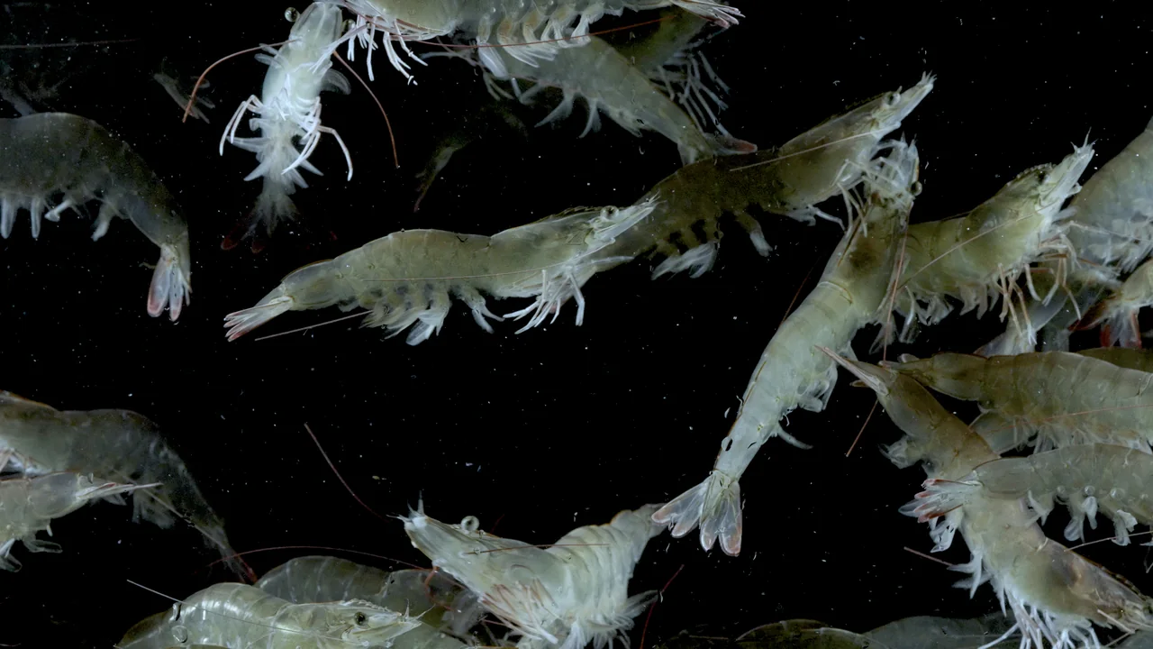 Shrimp viewed against a dark underwater background