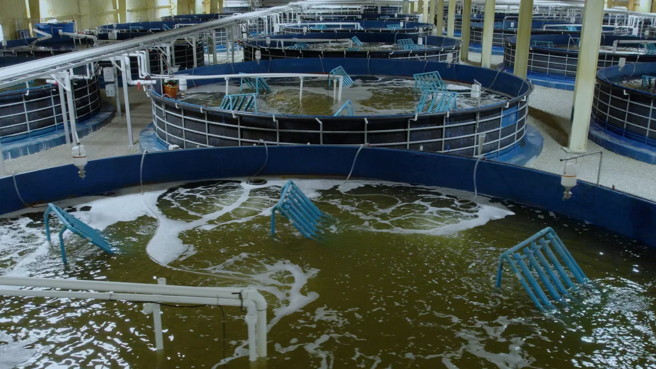 Indoor circular tanks with water movement