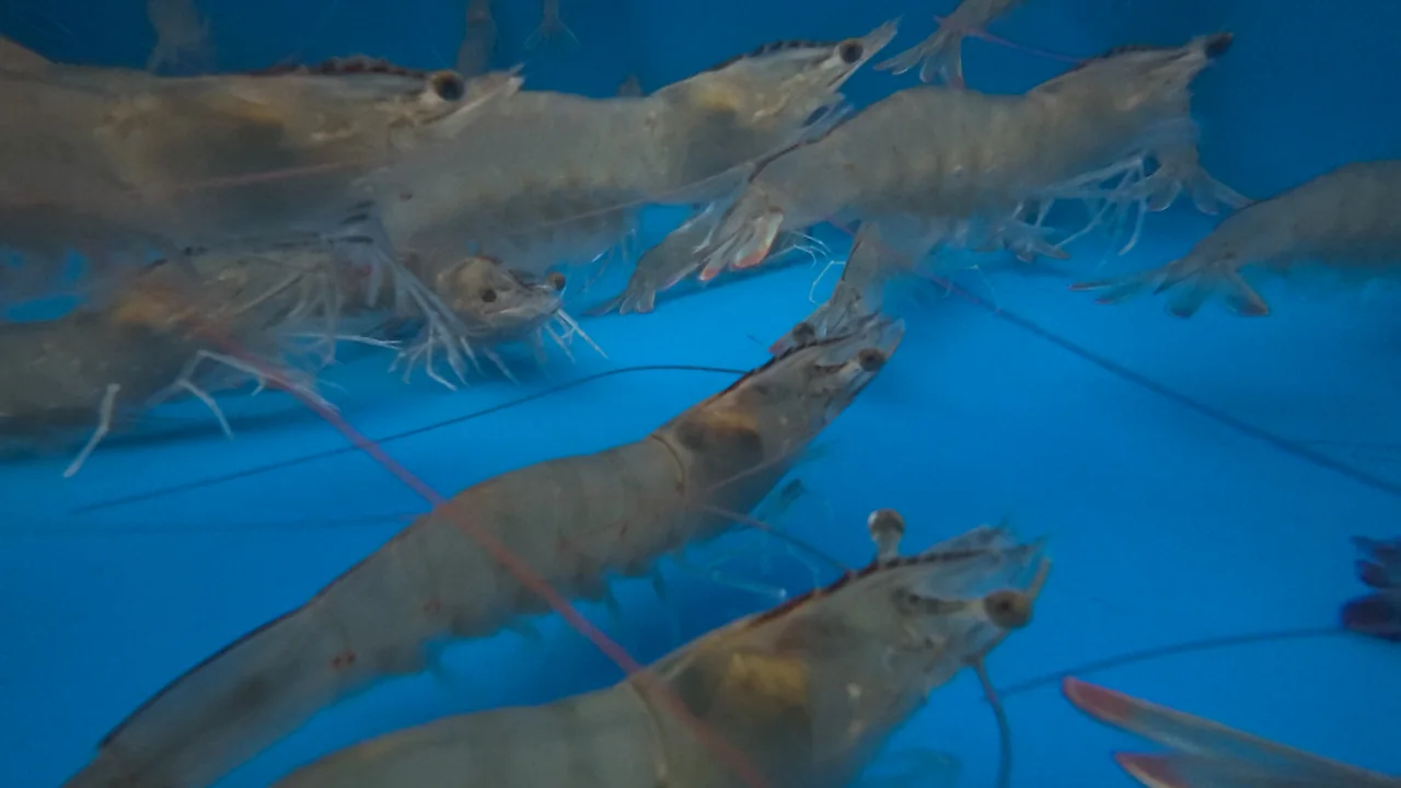 Shrimp in blue-toned water