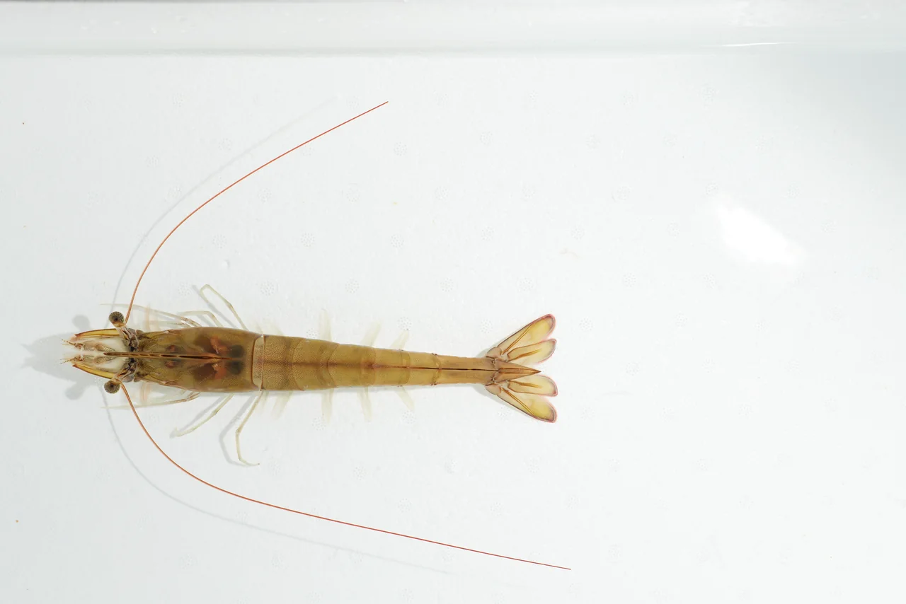 Whole shrimp viewed from above on a pale surface
